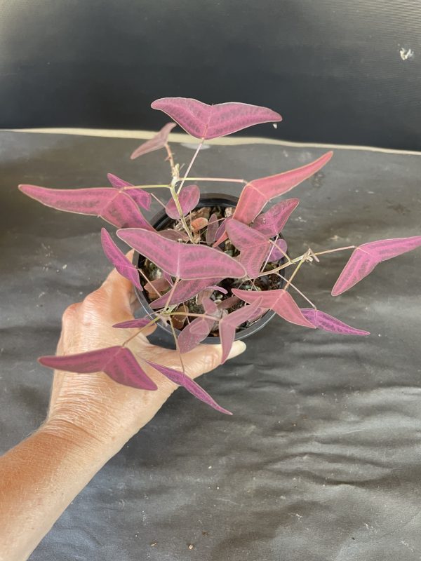 A hand holding a Christia vespertilionis plant with purple leaves.