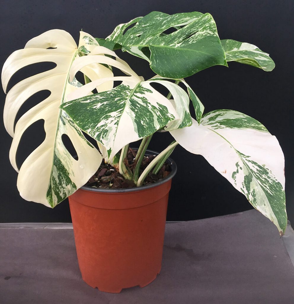 Variegated Monstera deliciosa borsigiana - Odd Spot Plants