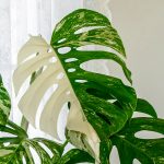 a large green plant sitting next to a window.