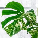 a large green plant sitting next to a window.