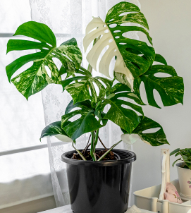 Variegated Monstera deliciosa borsigiana - Odd Spot Plants