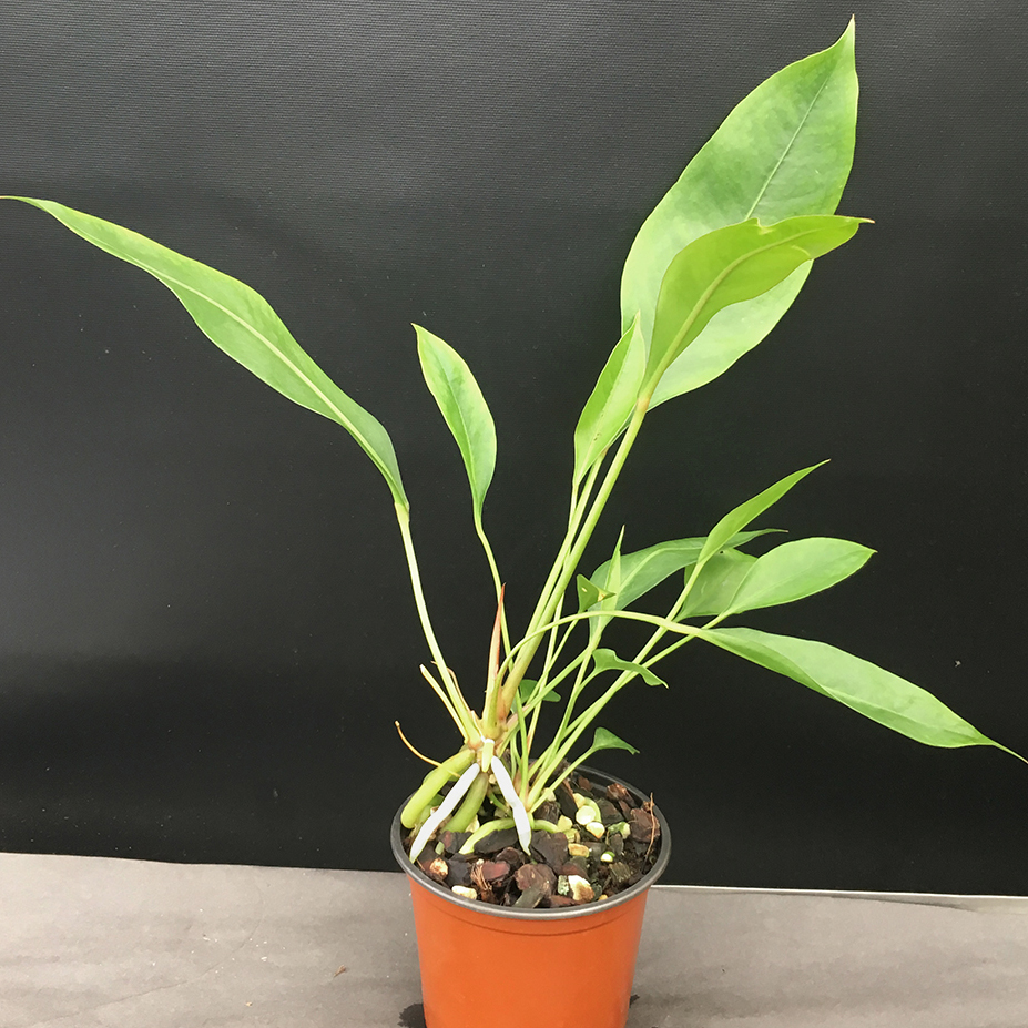 Anthurium gracile at Odd Spot Plants Australia