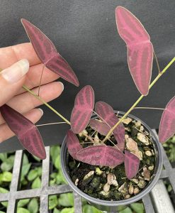 Potted Christia vespertilionis or Red Butterfly Wing Plant