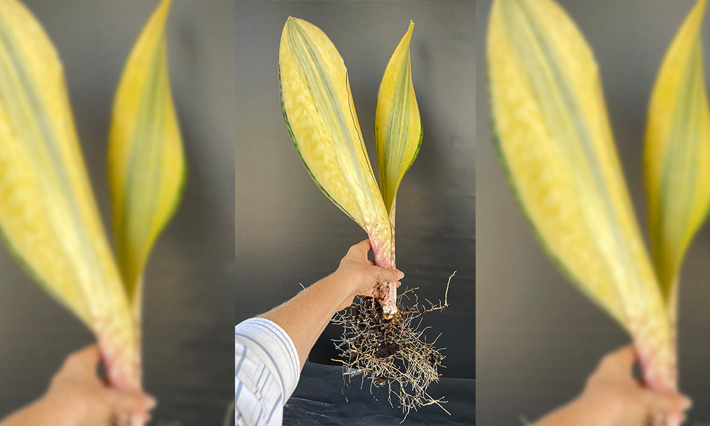 Large Yellow Variegate Sansevieria masoniana showing roots.