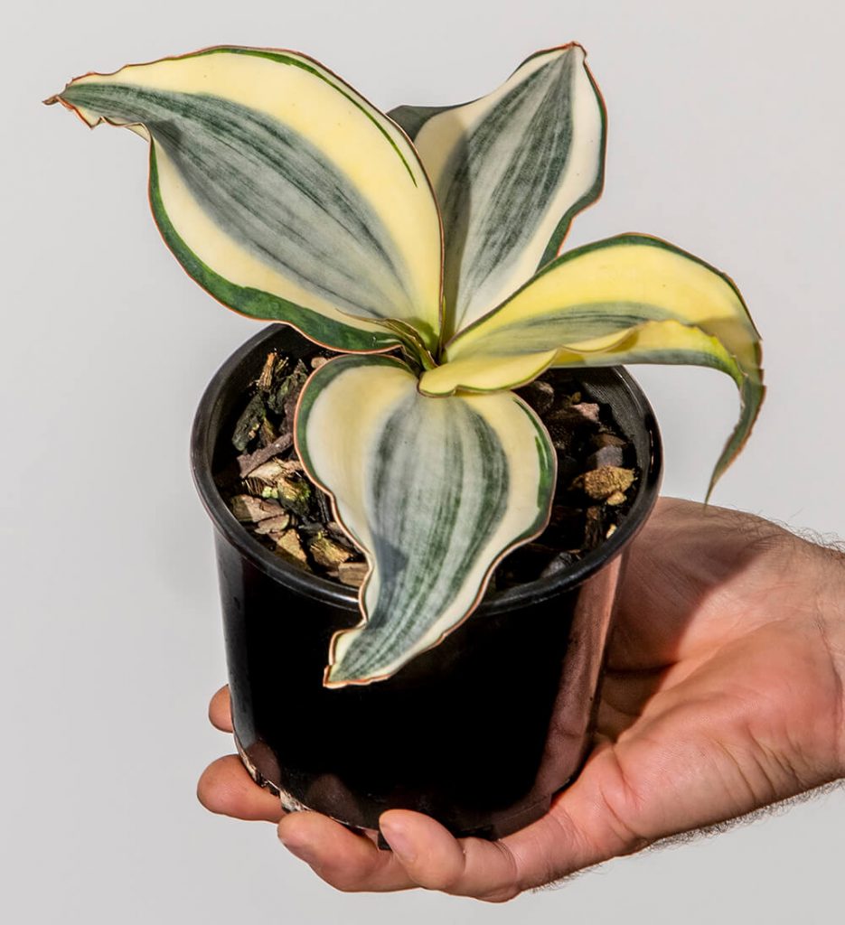 Stunning rosette of White Variegate Sansevieria masoniana