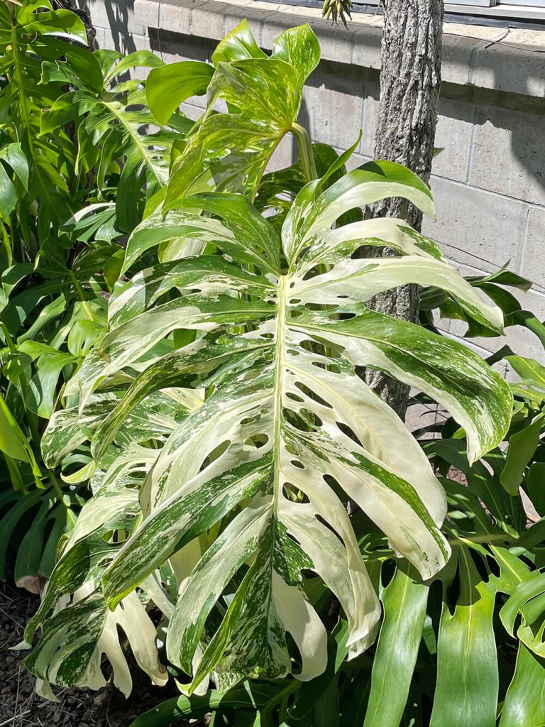 Potted Variegated Monstera deliciosa borsigiana growing outside in Queensland at Odd Spot Plants