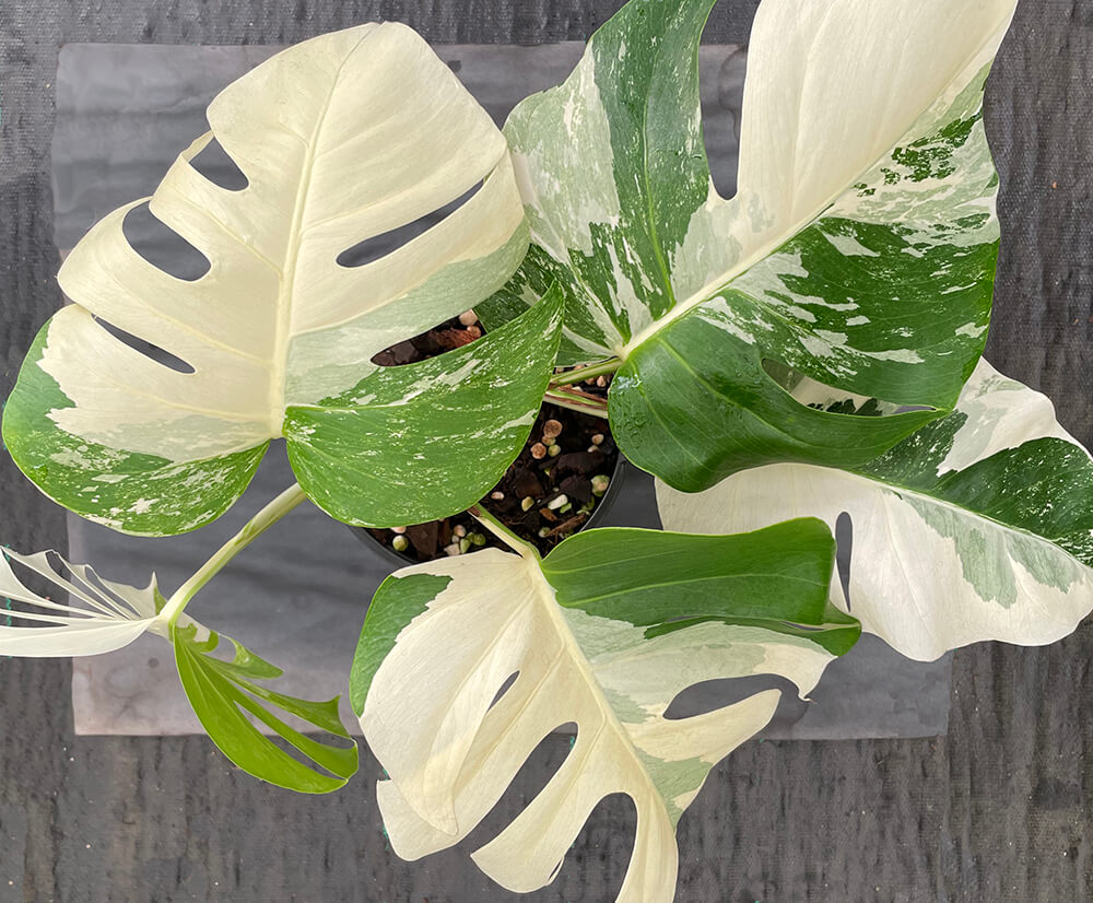 Big bold patches of white on this Odd Spot Plant’s Variegated Monstera for sale