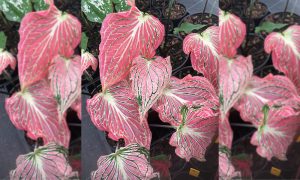 Mass of Caladium Thai Beauty Leaves