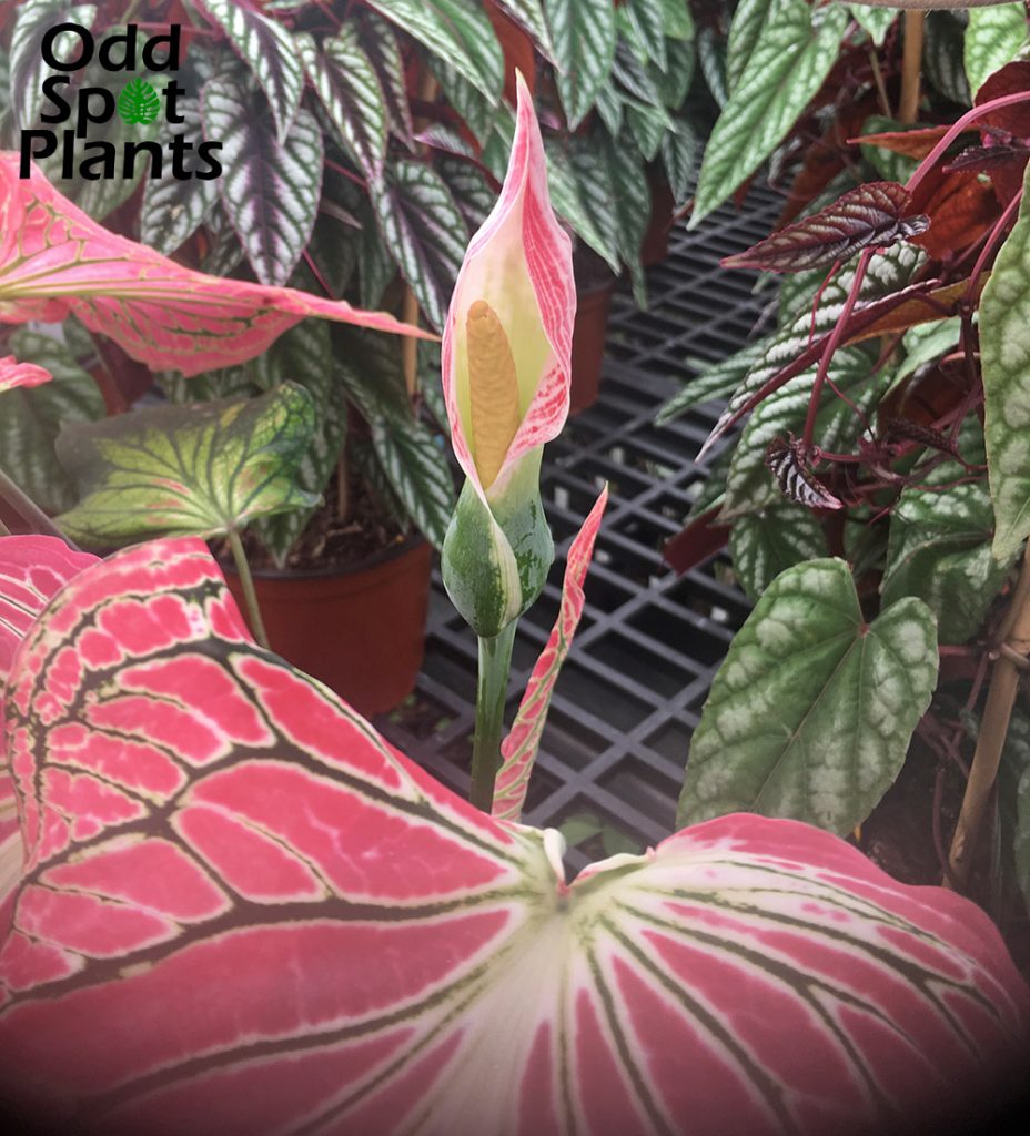 Caladium Thai Beauty Flower