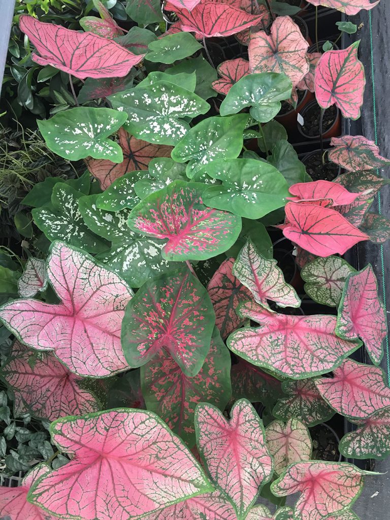 Masses of Caladiums in full leaf.