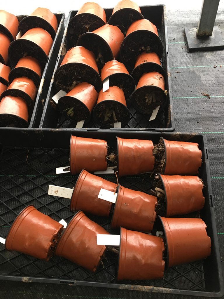 Caladium pots turned on side for winter dormancy.