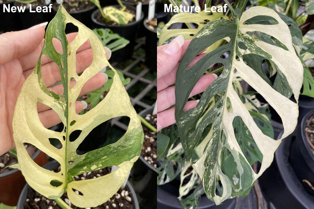 Yellow leaf left and Mature White leaf on right of Variegated Monstera adansonii