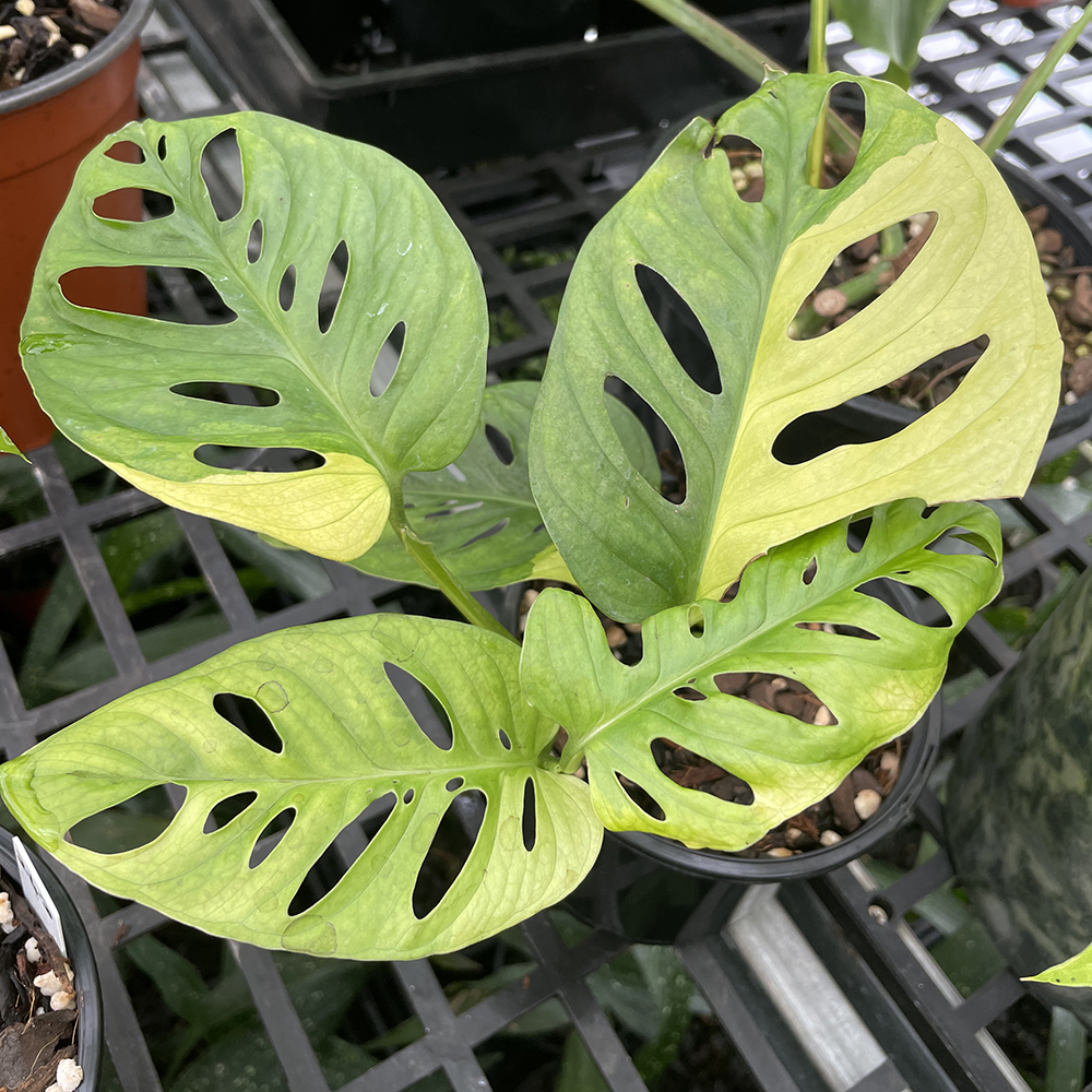 Variegated Monstera adansonii – Yellow or White - Odd Spot Plants