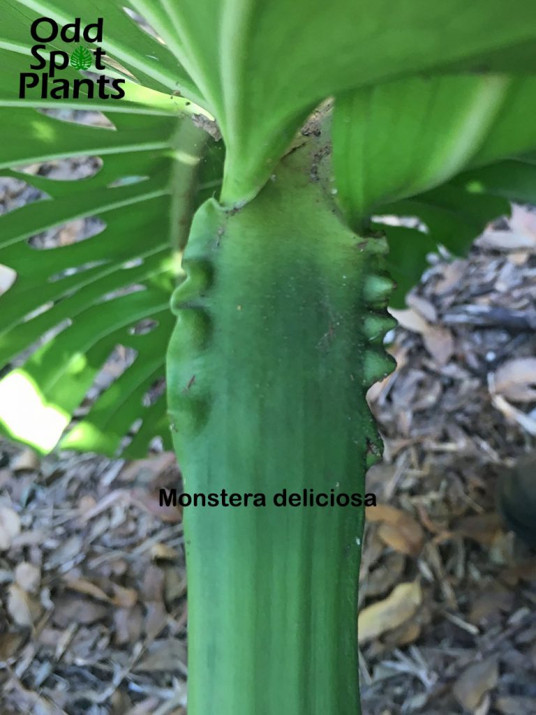 Ripples on the leaf petiole of a Monstera deliciosa.