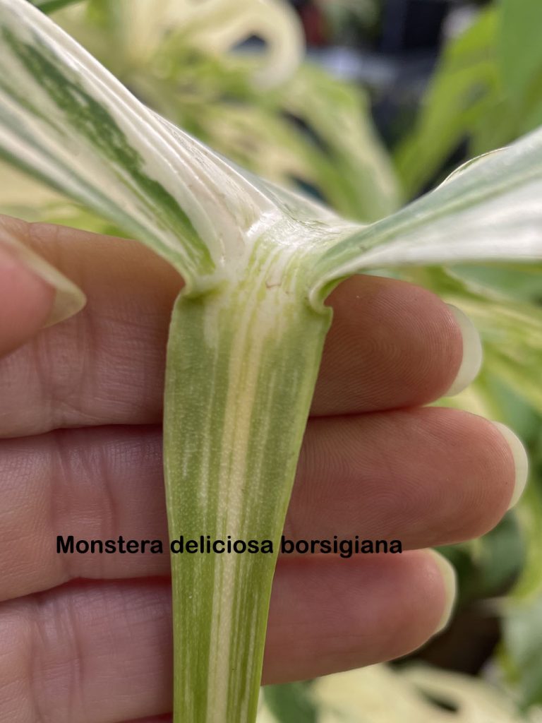 No ripples on the leaf petiole of a Monstera deliciosa borsigiana.