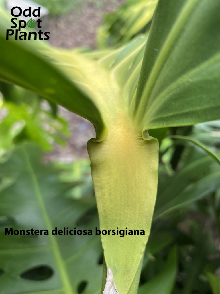 No ripples on the leaf petiole of a Monstera deliciosa borsigiana.