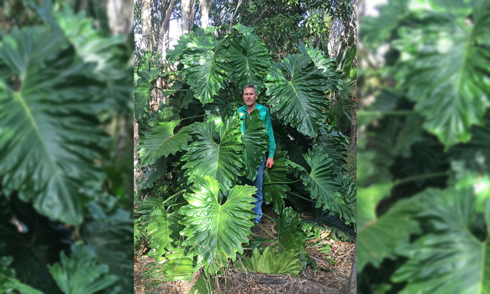 Neil standing in amongst a huge plant of Philodendron Butt’s Hybrid