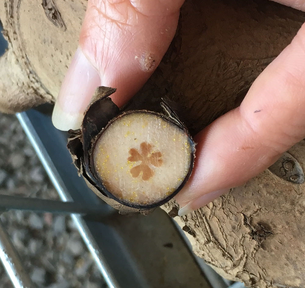  Cross section cut of Philodendron Butt’s Hybrid stem