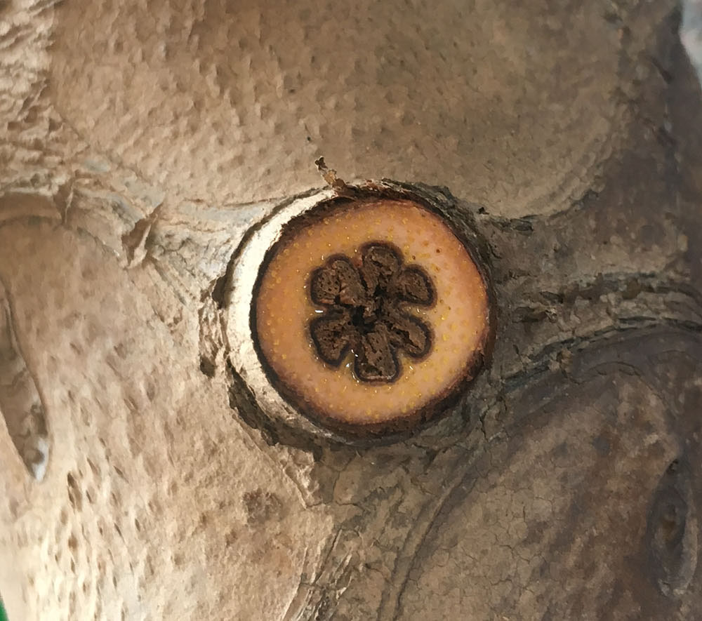 Cut stem of Philodendron Butt’s Hybrid looks like a flower.