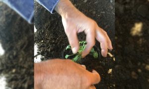 Man potting up a plant in a 100mm pot