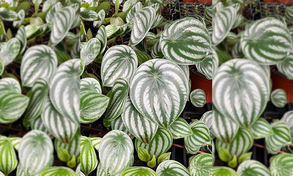 Group of Watermelon peperomia growing at Odd Spot Plant