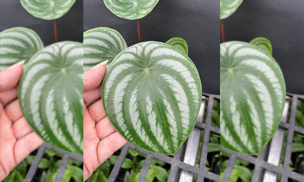 Watermelon peperomia leaf showing stripes.