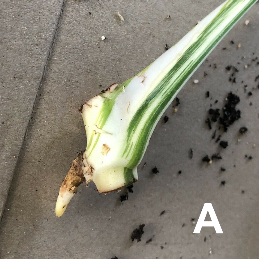 A variegated Monstera adansonii cutting that is very small and not shot