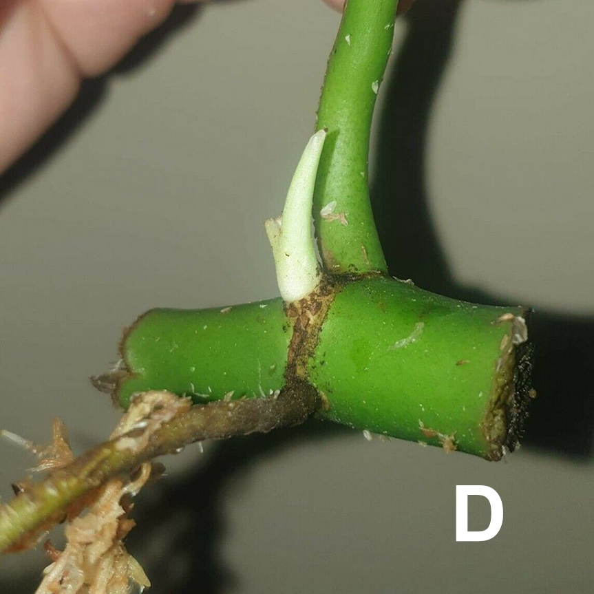 A plant cutting with a small shoot not showing any variegation