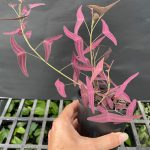 A hand holding a pink-flowered Christia vespertilionis plant.