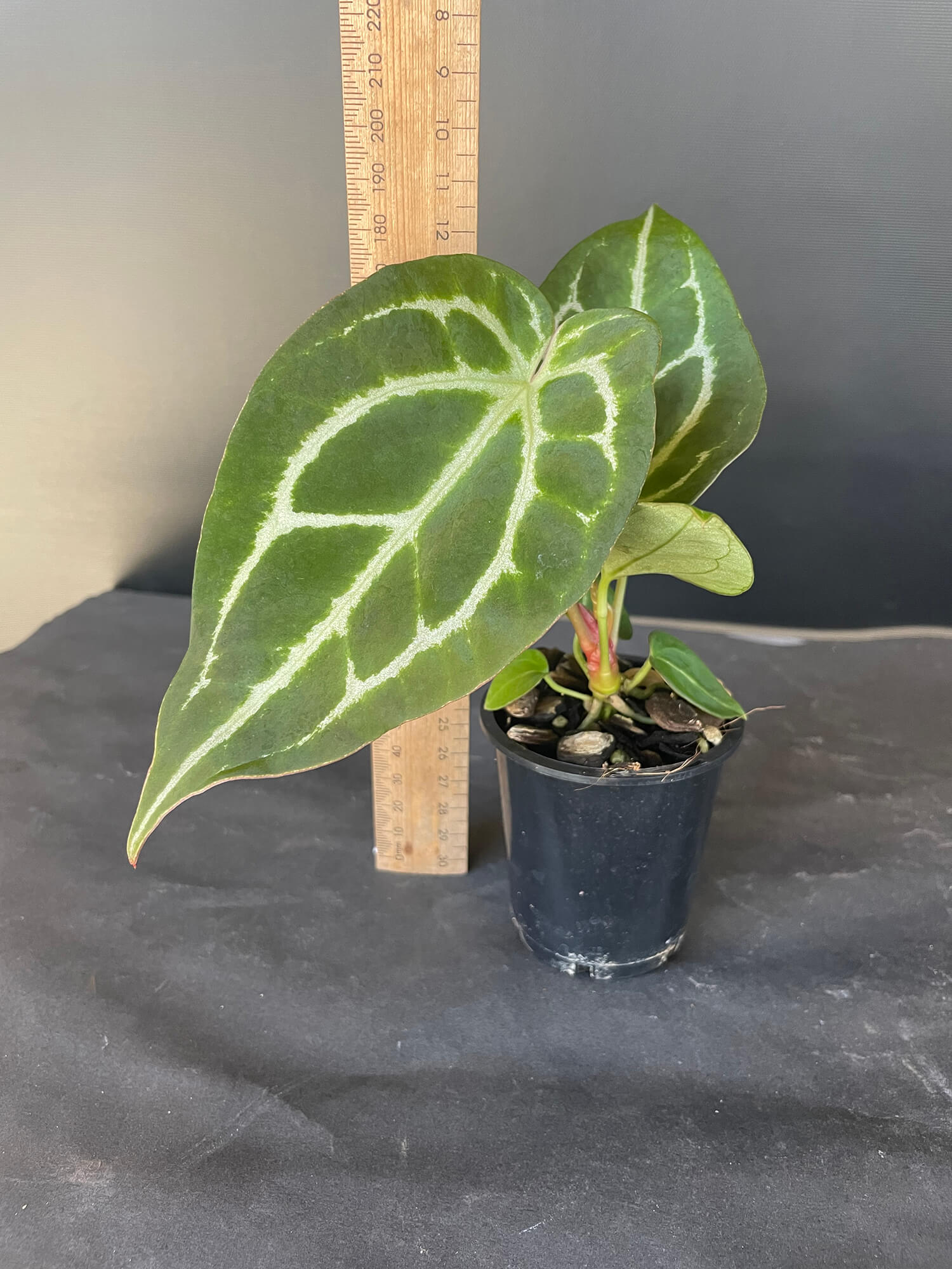 Anthurium crystallinum (hybrid) - Odd Spot Plants