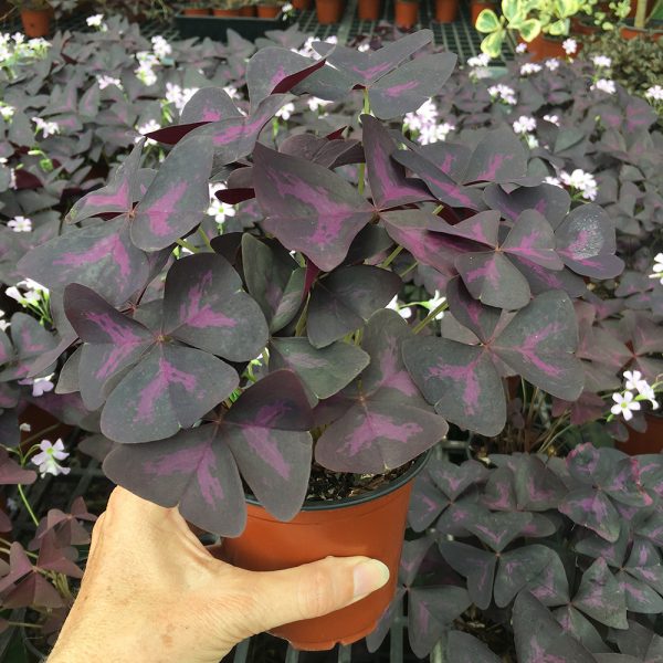 Oxalis triangularis purple plant