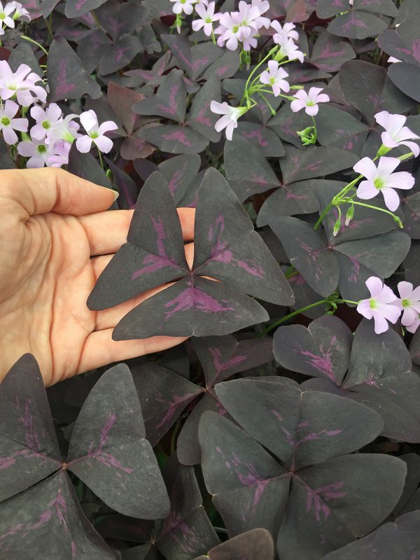 Oxalis triangularis purpurea leaf