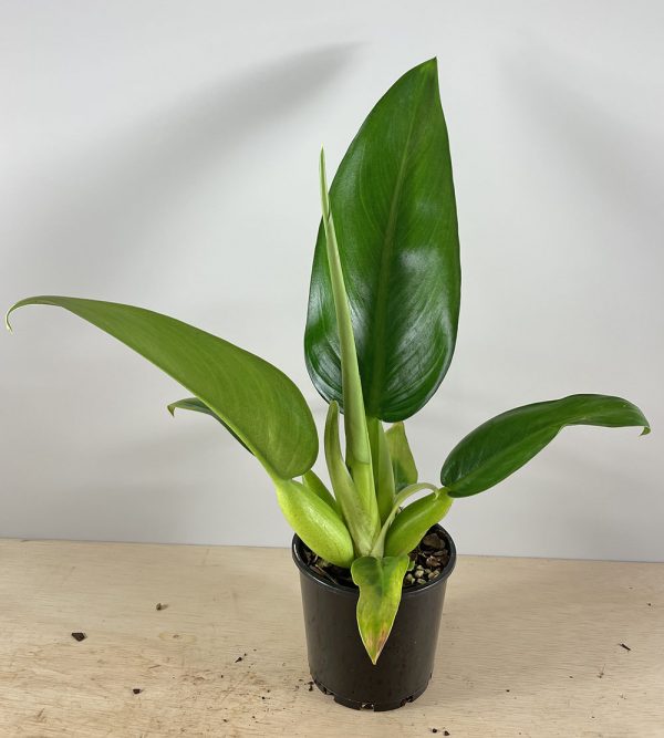 Philodendron martianum or Philodendron “Fat Boy” in a 140mm pot for sale in Australia.