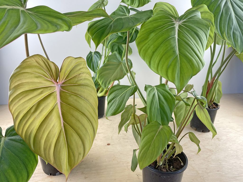 Philodendron Dean McDowell - Odd Spot Plants