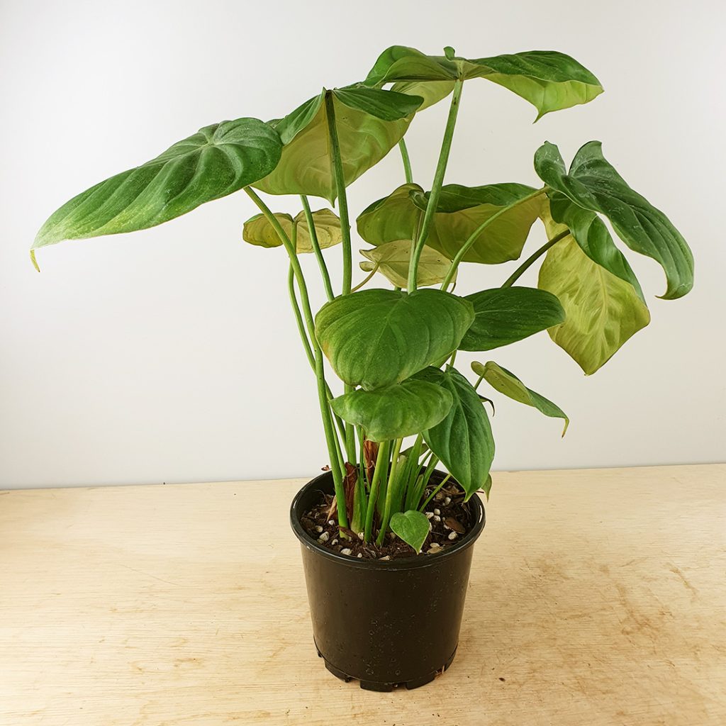 Philodendron Dean McDowell - Odd Spot Plants