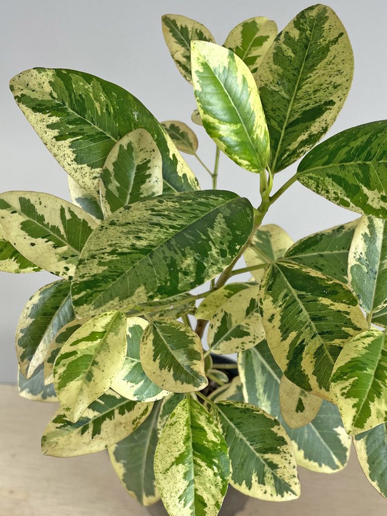 Variegated Ficus rubiginosa or commonly known as a Variegated Port Jackson Fig, close up of leaf.