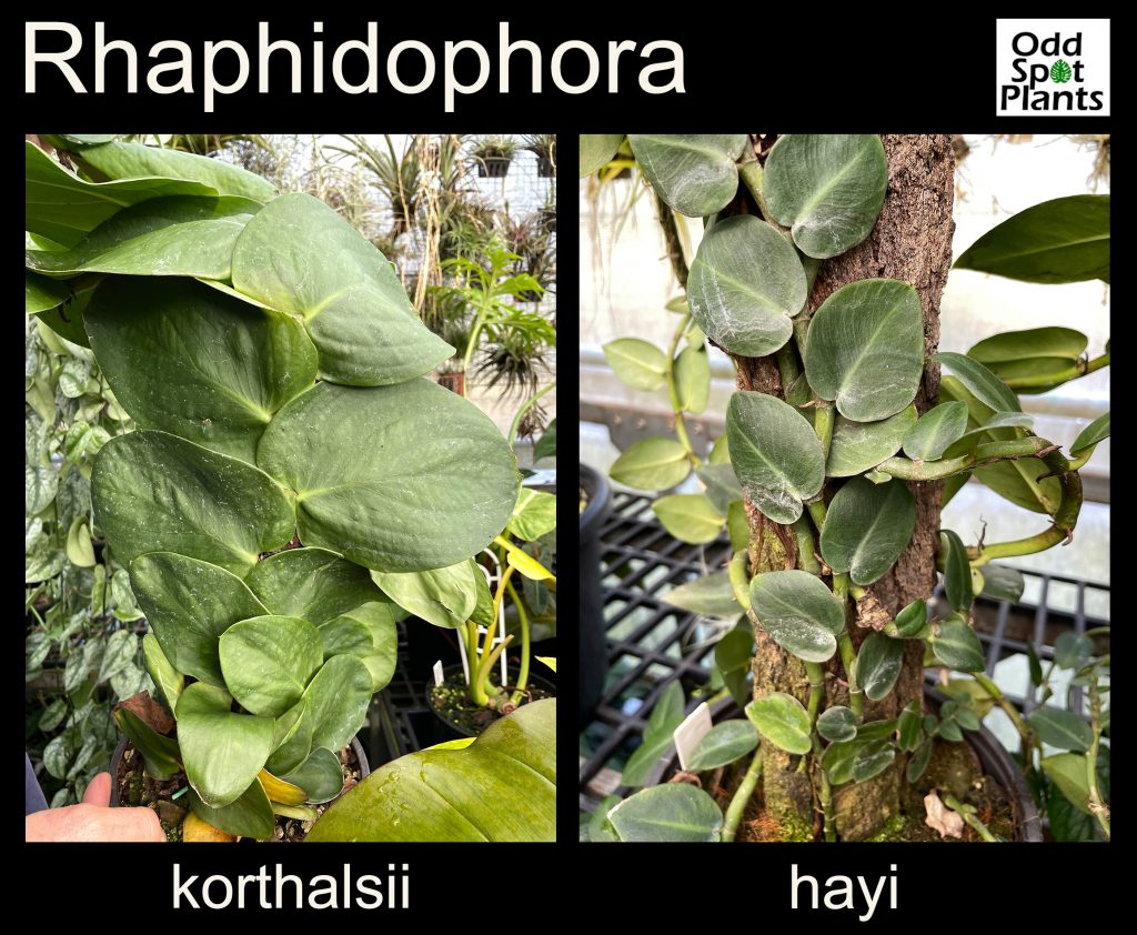 Rhaphidophora korthalsii vs Rhaphidophora hayi