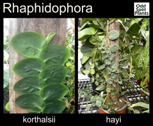 Rhaphidophora hayi vs Rhaphidophora korthalsii