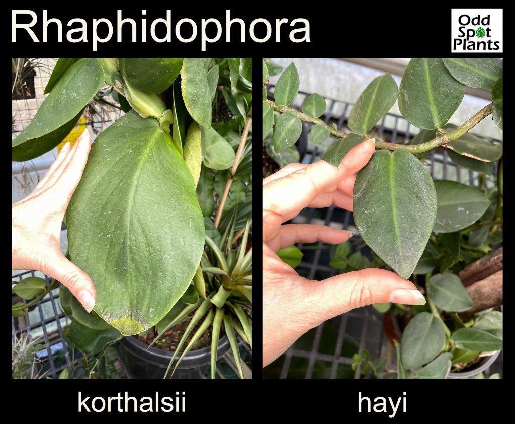 Rhaphidophora hayi campared to Rhaphidophora korthalsii leaf size
