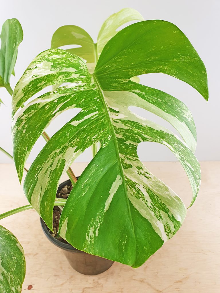 Variegated Monstera deliciosa borsigiana Odd Spot Plants