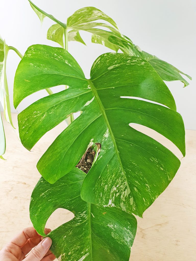 Variegated Monstera deliciosa borsigiana Odd Spot Plants