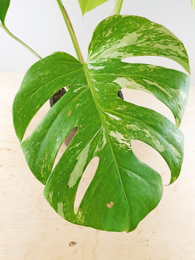 Variegated Monstera deliciosa borsigiana Odd Spot Plants