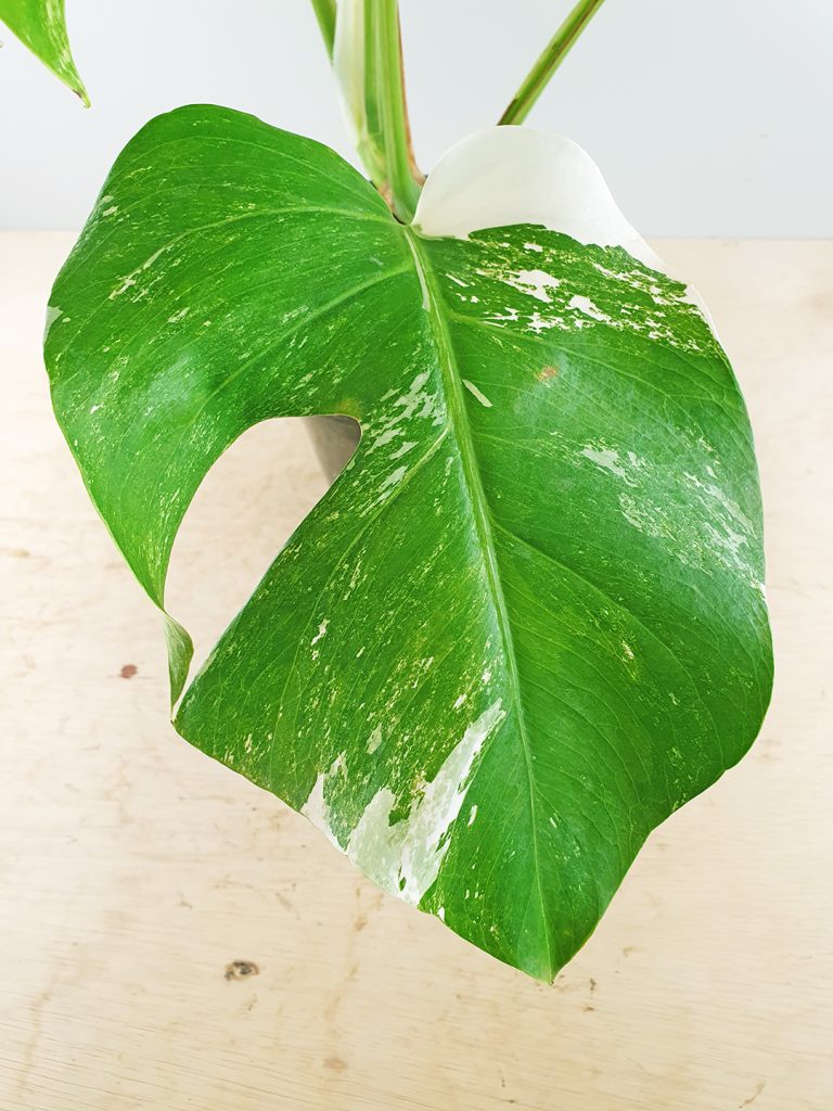 Variegated Monstera deliciosa borsigiana Odd Spot Plants