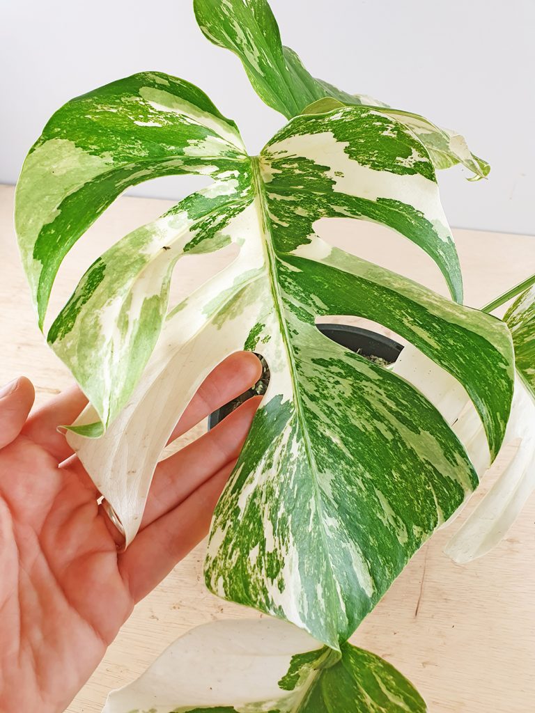 Variegated Monstera deliciosa borsigiana Odd Spot Plants