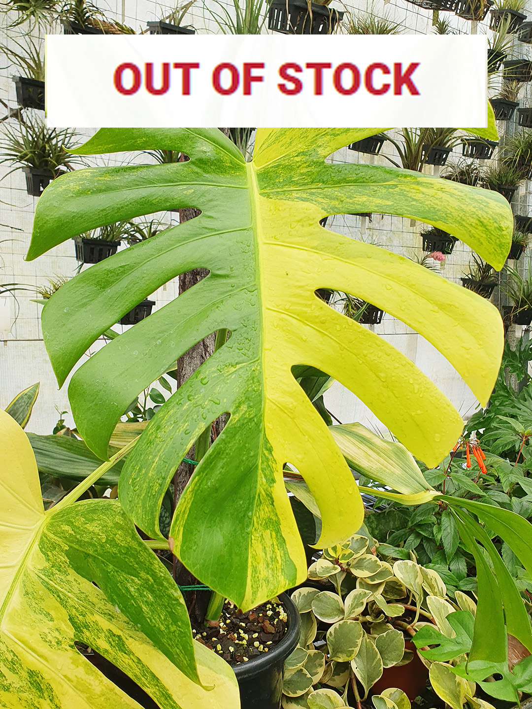 Variegated Monstera deliciosa 'Aurea'