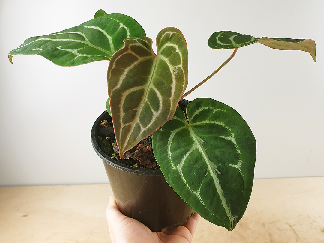 Anthurium crystallinum (hybrid) - Odd Spot Plants