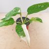 Philodendron "Jose Buono" #PJB-9-A