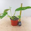 Philodendron "Jose Buono" #PJB-9-A - Image 4