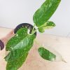 Philodendron "Jose Buono" #PJB-9-A - Image 5