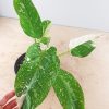 Philodendron "Jose Buono" #PJB-9-A - Image 7